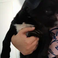 گمشده|حیوانات|تهران, حکیمیه|دیوار