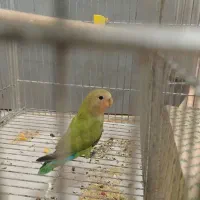 طوطی کتوله