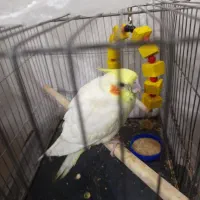 عروس هلندی لوتینو