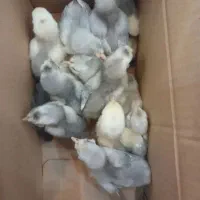 جوجه گلین توسی خوازم