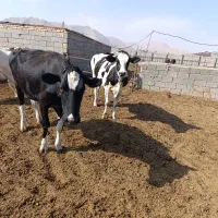 گاو و گوساله