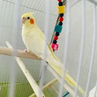 ۲تا عروس هلندی فول رام