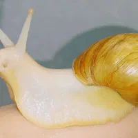 جوان سازی پوست با حلزون