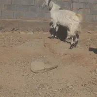 دو عدد بزغاله نر توافقی|حیوانات مزرعه|مود, |دیوار