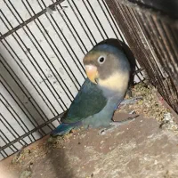 طوطی برزیلی|پرنده|بوشهر, |دیوار