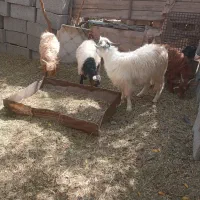 شش عدد کهره|حیوانات مزرعه|دهبکری, |دیوار