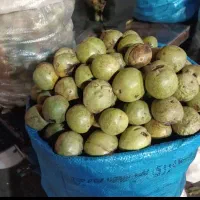 گردو سبز