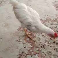خروس چهار ماهه