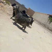 4عدد بز