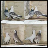 کفتر کبوتر شازده زرد اصیل تهران دماغ برداشته۲۰طوق|پرنده|تهران, دولاب|دیوار