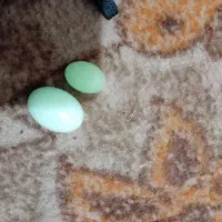 گوهر شب چراغ|عمدهفروشی|مسجد سلیمان, |دیوار