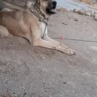 .سگ