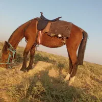 مادیون نژاد دره شوری