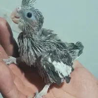 جوجه هلندی نژاد کینگ
