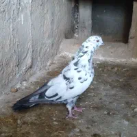 کبوتر تهرانی