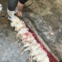 مرغ خروس سیاه سفید مشکی قربانی آنلاین حضوری ارسال|حیوانات مزرعه|تهران, صادقیه|دیوار