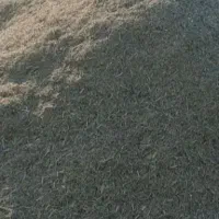 خار شتری نرمه