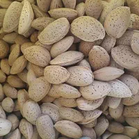 خریدار بادام به صورت نقد و عمده