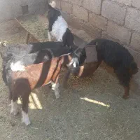 فروش ۴کهره نر ویک کهره ماده داشتی