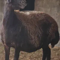 میش چاق کشتاری جوان