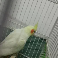 جوجه عروس لوتینو چش شرابی|پرنده|مشهد, ابوذر|دیوار