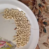 یک تن ونیم لوبیایی بذری