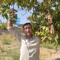 نهال و نهالهای اصلاح شده