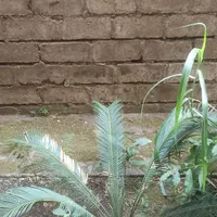 سیکاس 5 ساله یک عدد