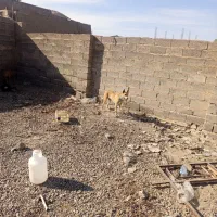 سگ ژرمن ماده