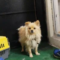 پامر روباهی|سگ|دماوند, گیلاوند|دیوار