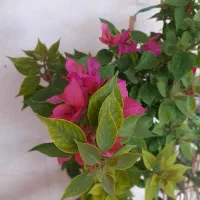 گلهای کاغذی و اپارتمانی