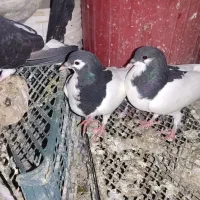 تعداد ۸ کبوتر ۱۵۰۰