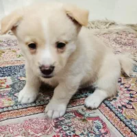 واگذاری سگ رایگان