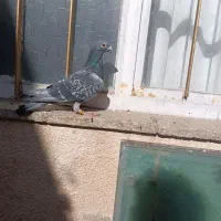 کفتر|پرنده|بروجرد, |دیوار