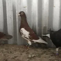 کفترر بووم