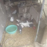 کفتر زد وخورد|پرنده|بجستان, |دیوار