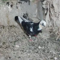 کبوتر رفتنی