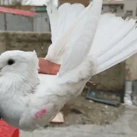 تعدادی کبوتر