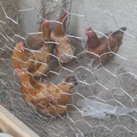 مرغ تخم گذار