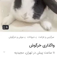 خرگوش خونگی