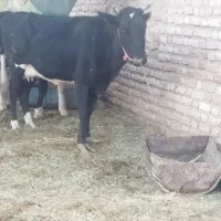 گاوگوسال ماده۸۵بدون چنه،معامله باگاو‌قصابی