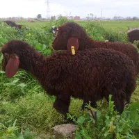 دو راس بره نر و ماده