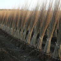 با خرید ۱۰۰۰ نهال صنوبر، ۱۰۰ نهال رایگان هدیه بگیر