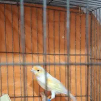 قناری نر موزاییکی|پرنده|قزوین, |دیوار