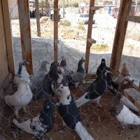 دسته کفتری|پرنده|شیراز, کیان آباد|دیوار