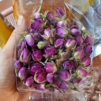 غنچه گل محمدی