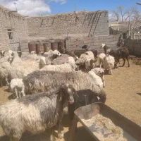 میش بره دار