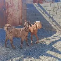 دوتا گیسه اوست