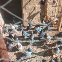 مسافتی|پرنده|کازرون, |دیوار