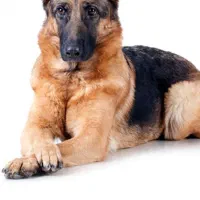 سگ ژرمن نر و ماده